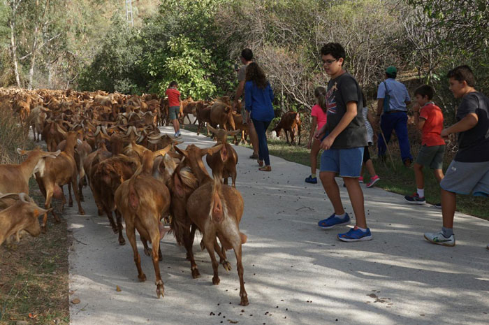 Getting those goats moving!  